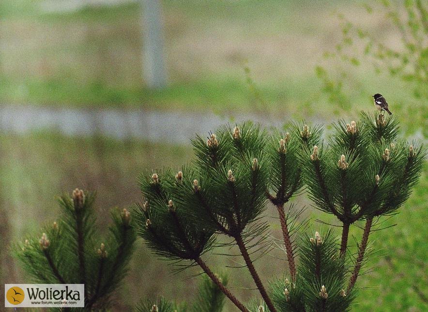 Klskawa (Saxicola torquata)